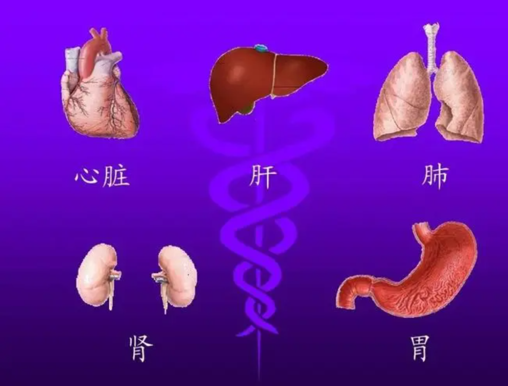 外阴白斑患者可以吃哪些食物来滋补五脏?