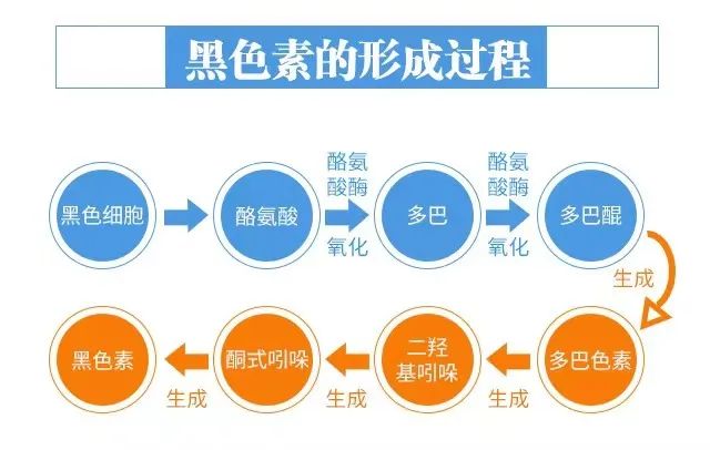 外阴皮肤发白应该如何补充黑色素?